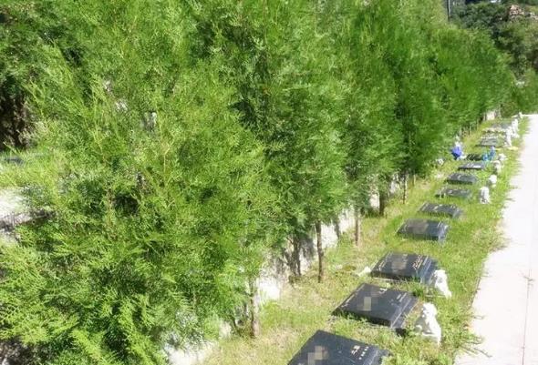 九公山公墓树葬价格是多少钱