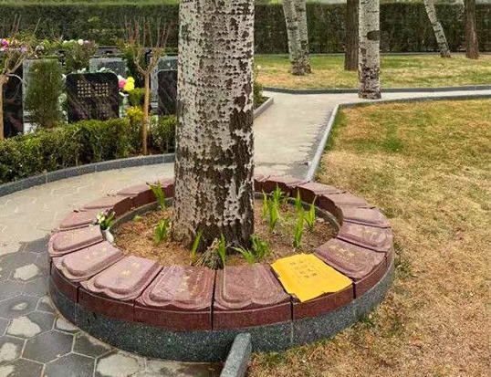 天寿陵园树葬怎么样